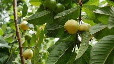 المتهم بقتل جاره بمعاونة 4 من أبنائه بكفر الشيخ: الخلاف كان على شجرة جوافة| خاص