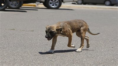 مصدر: زيادة حالات عقر كلب الباجور إلى 9 حالات 
