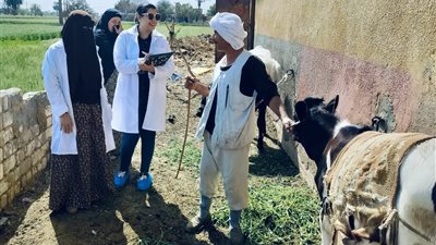 تحصين أكثر من 98 ألف رأس ماشية في الفيوم خلال فبراير 