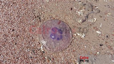 قناديل البحر تعاود الظهور على شواطئ الغردقة.. وباحث بيئي يؤكد عدم خطورتها | بث مباشر