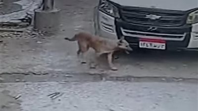 كلب ضال يثير الذعر في شوارع الباجور بالمنوفية