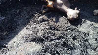 بسبب ماس كهربائي.. نفوق 6 رؤوس ماشية إثر نشوب حريق في حظيرة بقنا | صور