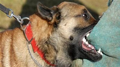 عضّه كلب مسعور أثناء عودته من المدرسة.. إصابة تلميذ بالصف الأول الابتدائي بكفر الشيخ