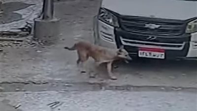 عقر 9 أشخاص.. الإمساك بـ كلب ضال تسبب في ذعر الأهالي بالمنوفية