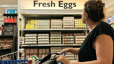 إنفلونزا الطيور السبب.. ارتفاع أسعار البيض في الولايات المتحدة وأوروبا لـ500% 