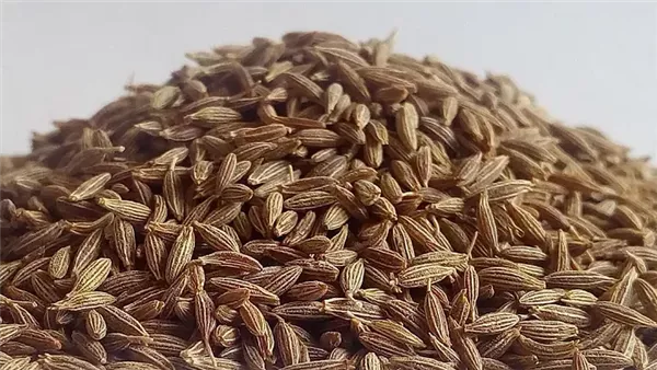 الكمون الأبيض - أرشيفية