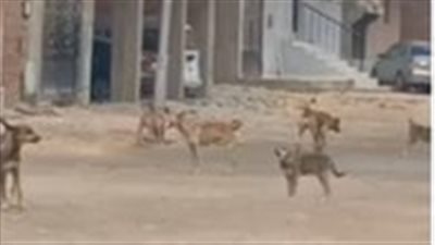 سيدة بالسويس تستغيث من الكلاب الضالة: هجموا عليا أنا وابني.. وكنا هموت | فيديو