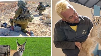 خبير بيئة: رصد هجرة غير طبيعية لـ الوشق المصري بسبب اضطراب مصادر الغذاء