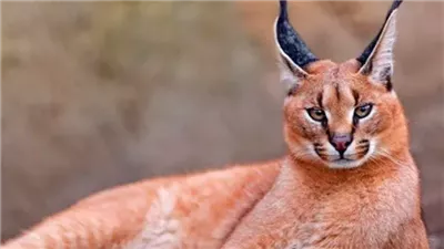 هاجم الإسرائيليين.. خبير باليونسكو: حيوان الوشق مصري أصلي ومهدد بالانقراض