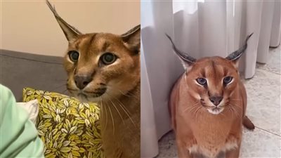 يلعب مع الصغار.. تربية الوشق المصري أخطر أنواع القطط في المنازل تثير الجدل