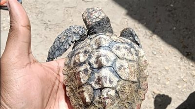 وزيرة البيئة: إنقاذ 4 سلاحف بحرية في دمياط