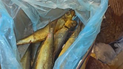 بثاني أيام عيد الفطر.. ضبط 30 كجم فسيخ و400 قطعة ألعاب نارية بالمنيا