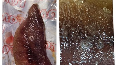 شاب يشكو من محل فسيخ شهير: تفاجأت بوجود حشرات في الرنجة ومش هاكلها تاني 