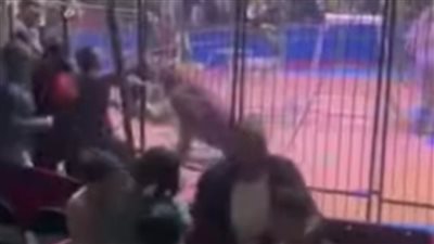 أسد يهاجم مدربه في سيرك طنطا | فيديو