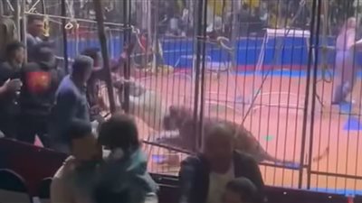 عقر ذراعه.. إصابة مساعد مدرب بسيرك طنطا بعد تعرضه لهجوم من أسد| تفاصيل 