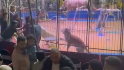 بعد واقعة النمر المفترس.. أنوسة كوتة مدربة الأسود بسيرك طنطا: العروض مستمرة والحفلات في مواعيدها