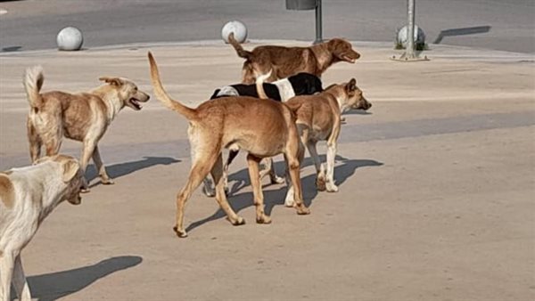 مجموعة من الكلب -