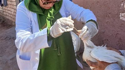 20 كلية قمة أمام الطلاب.. أبرز الفرص المتاحة لطلاب المرحلة الثانية 2025