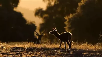 مرض غزلان الزومبي يثير الذعر.. هل يقترب العالم من كارثة صحية؟
