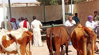 انطلاق الحملة القومية لتحصين الثروة الحيوانية ضد الحمى القلاعية وحمى الوادي المتصدع اليوم