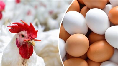 منتجي الدواجن: صدّرنا 5 ملايين بيضة تفريخ لـ أوغندا و850 ألف بيضة مائدة لتنزانيا