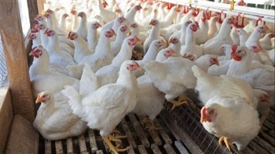 أسعار الدواجن اليوم الأحد 16 نوفمبر 2025 في الأسواق