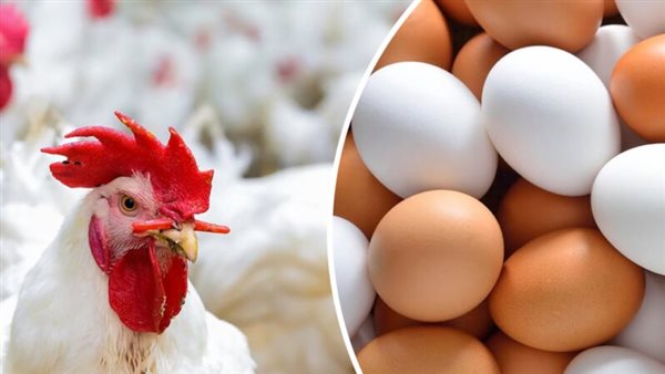 البيض والدواجن 
