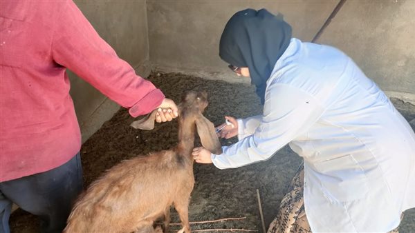 حملة التحصين ضد الحمى