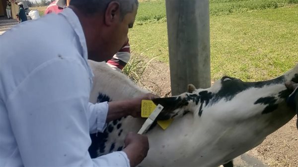 حملات تحصين الماشية