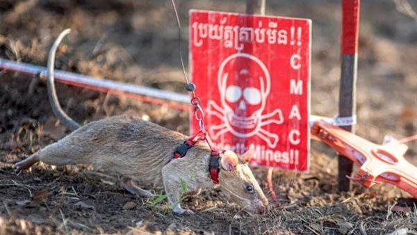 الفأر رونين