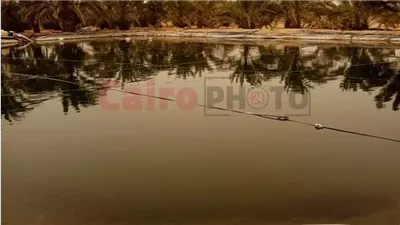 عمقه 6 أمتار.. مصرع شاب سقط في بئر بمزرعة نخل وزيتون بالمنيا