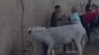 الأمن يفحص فيديو لسائحة تهاجم سائسًا اعتدى على حمار بمنطقة أبو الهول