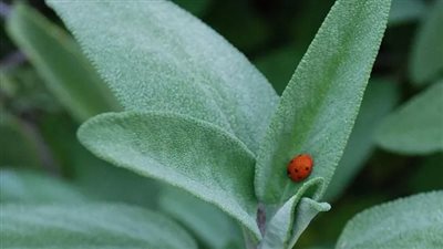 تساعد على التحكم في مستويات السكر.. تعرف على فوائد المريمية