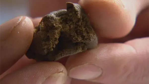 حشيش - أرشيفية