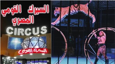 بعد حادث طنطا.. السيرك القومي يكشف حقيقة منع تصوير الجمهور لفقرات الأسود والنمور |خاص