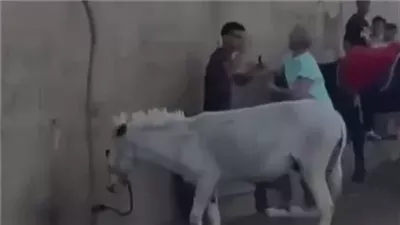 استدعاء صاحب الحمار لسماع أقواله في واقعة تعدي السائحة الهولندية على أحد الأشخاص بنزلة السمان