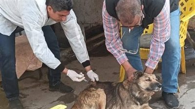 بورسعيد خلال 24 ساعة.. حملات لتحصين الكلاب وإزالة الإشغالات... وجهود مكثفة للأجهزة التنفيذية