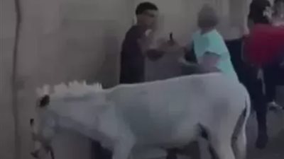  لعرضها على جهات التحقيق.. التحفظ على سائحة هولندية لتعديها على شاب بعصى خشبية بعد ضربه لحمار بالهرم