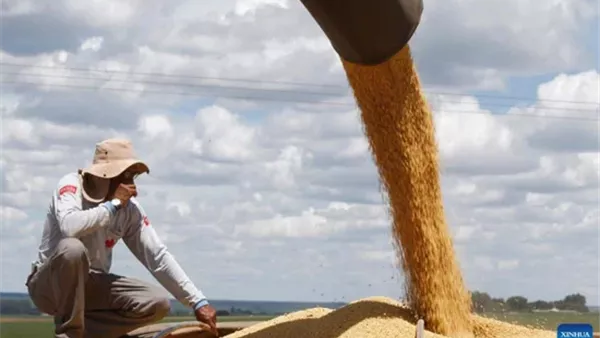 فول الصويا البرازيلي