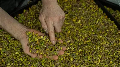 مفيد لمرضى السكري ويقلل الكوليسترول.. تعرف على فوائد الفستق بعد تصدره التريند