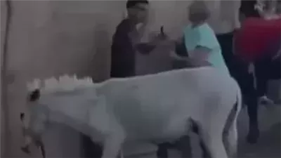 صرف صاحب الحمار بعد سماع أقواله في واقعة تعدي السائحة الهولندية على شخص بنزلة السمان