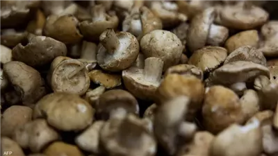  يُعزز انتاج فيتامين د.. تعرف على فوائد تناول الفطر للجسم