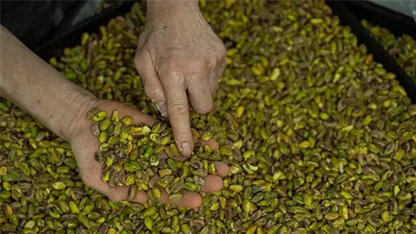 الفستق - أرشيفية