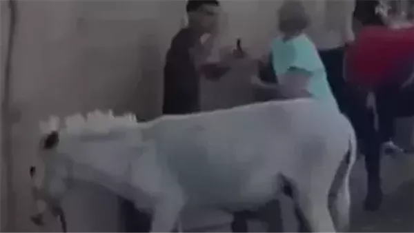 تعدي السائحة الهولندية