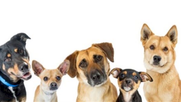 كلاب - تعبيرية