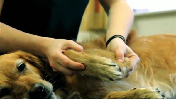 مساج الكلاب 