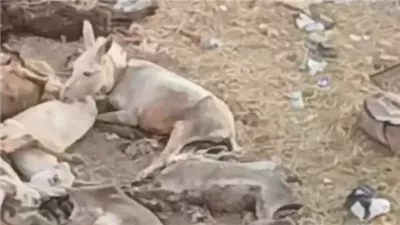 مخصصة لإطعام أسود السيرك.. مصدر يكشف تفاصيل تداول فيديو لذبح الحمير بشبين الكوم |بث مباشر