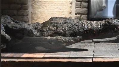 ننشر أحدث صور لـ مومياوات التماسيح داخل متحفها بأسوان