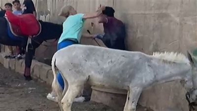 السجن أو الترحيل.. الصحافة الهولندية تُبرز واقعة تعدي سائحة على شاب ضرب حمارا بنزلة السمان