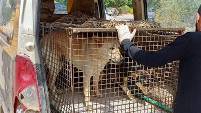 جهاز الشروق يطلق حملة لتحصين وتعقيم الكلاب الضالة لضمان سلامة المواطنين